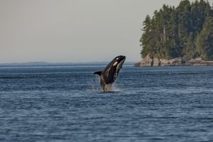 Orca whale jumping