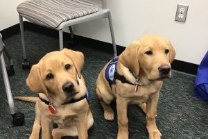 Therapy dogs sitting