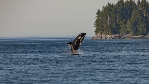 Orca whale jumping