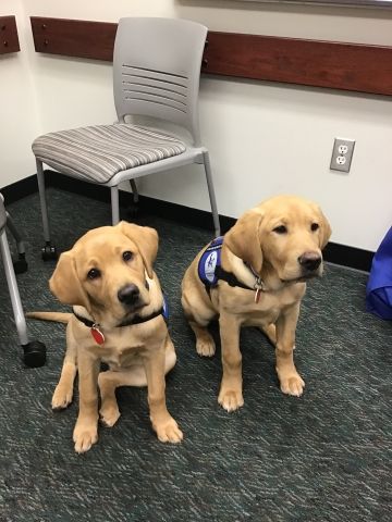 Therapy dogs sitting