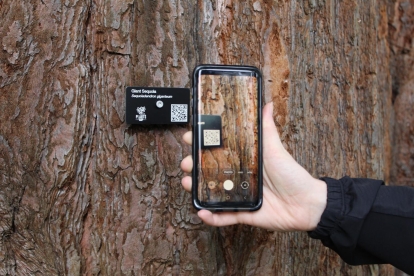 Someone holding a phone up to scan a QR code attached to the Giant Sequoia tree on the Olympic College campus